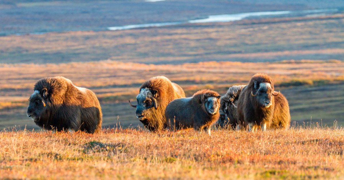 herd of muskoxen outside Nome, Alaska