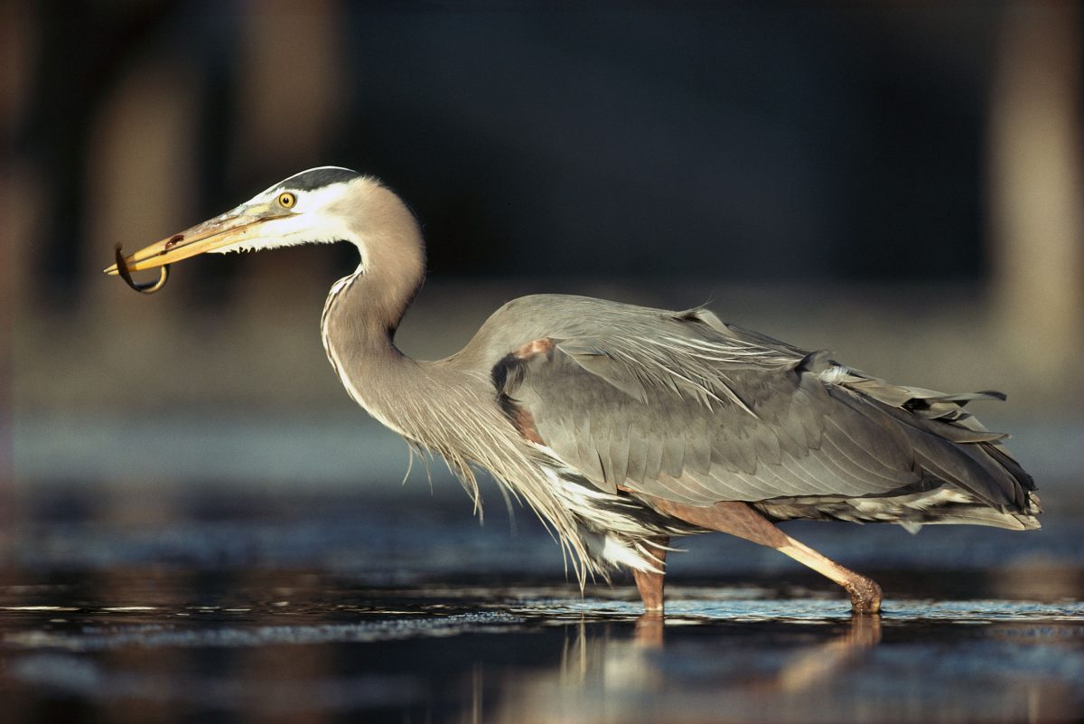 a great blue heron with a fish in its beak