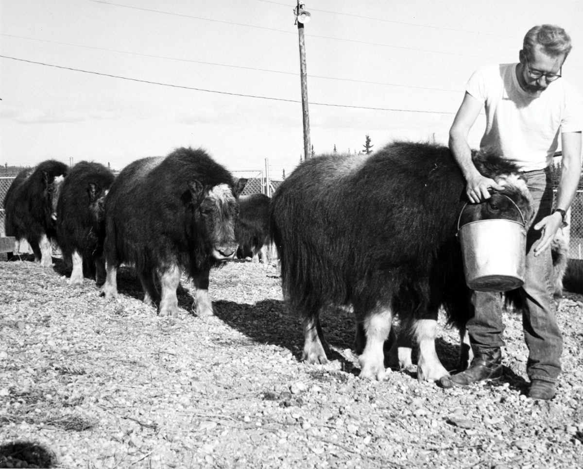 A worker feeds muskoxen at an Alaskan farm, circa 1964–1974