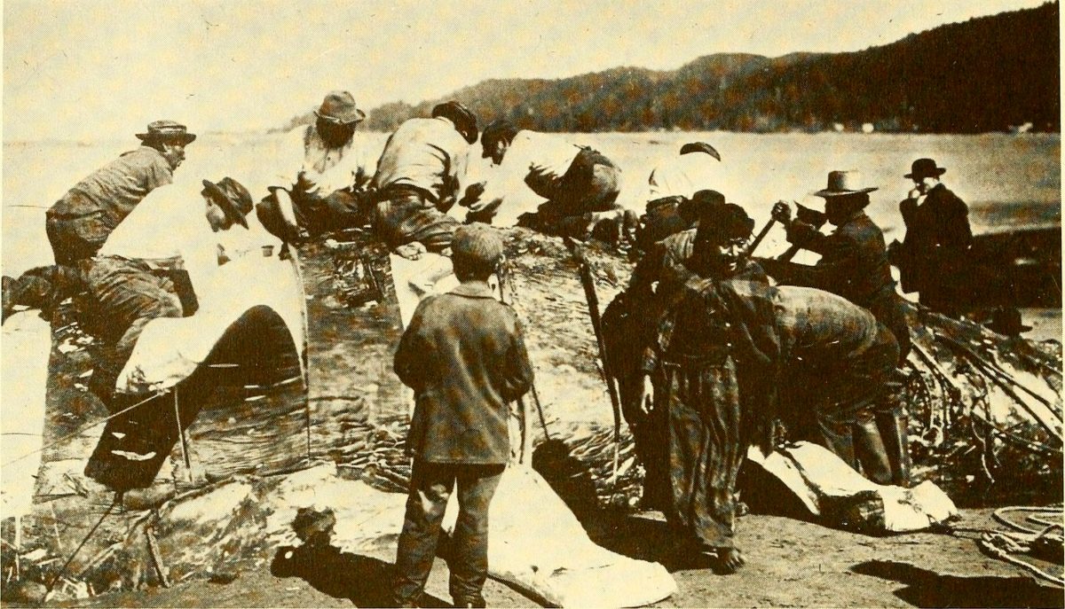 Makah whale hunt 1910
