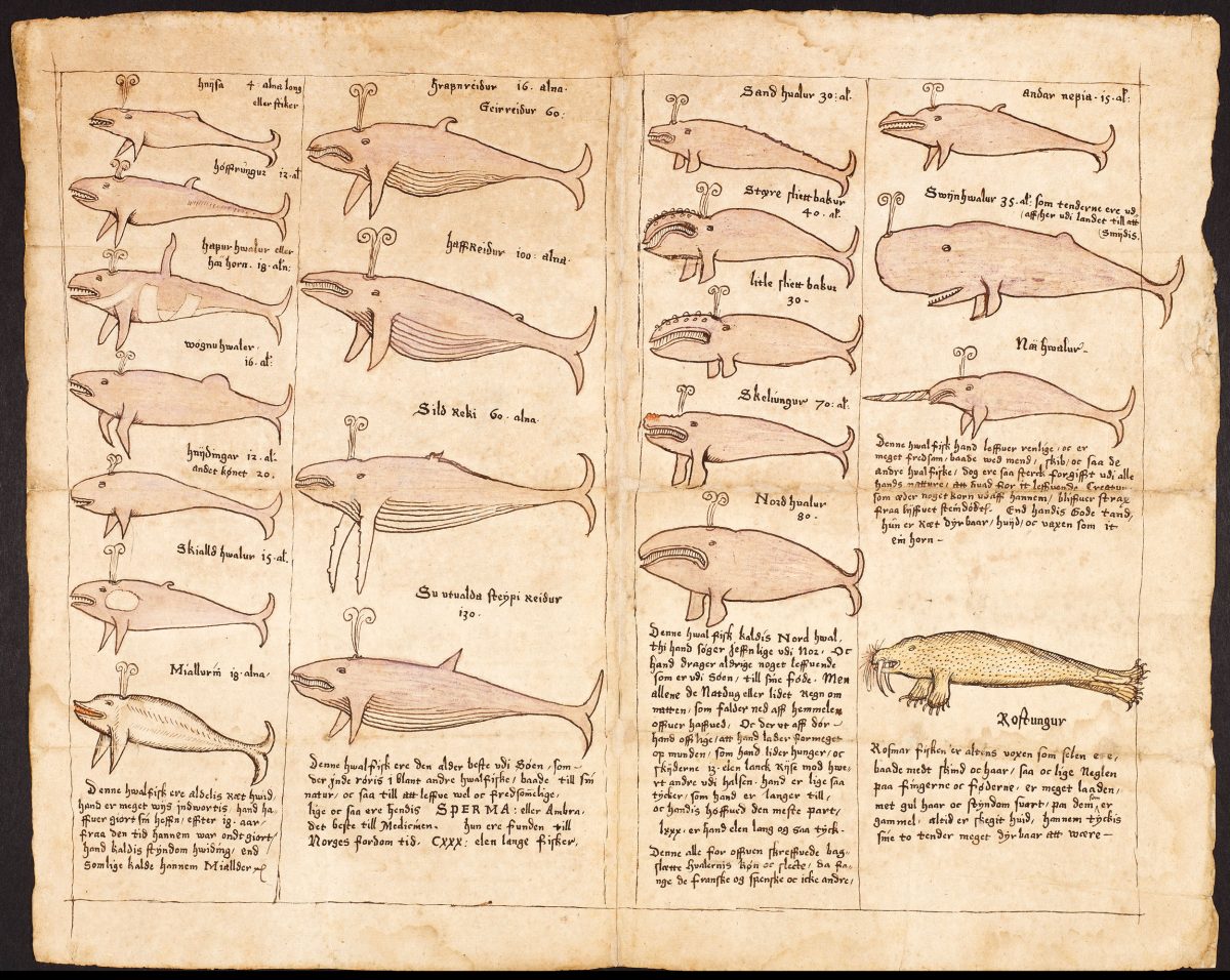 medieval Icelandic drawings of whales