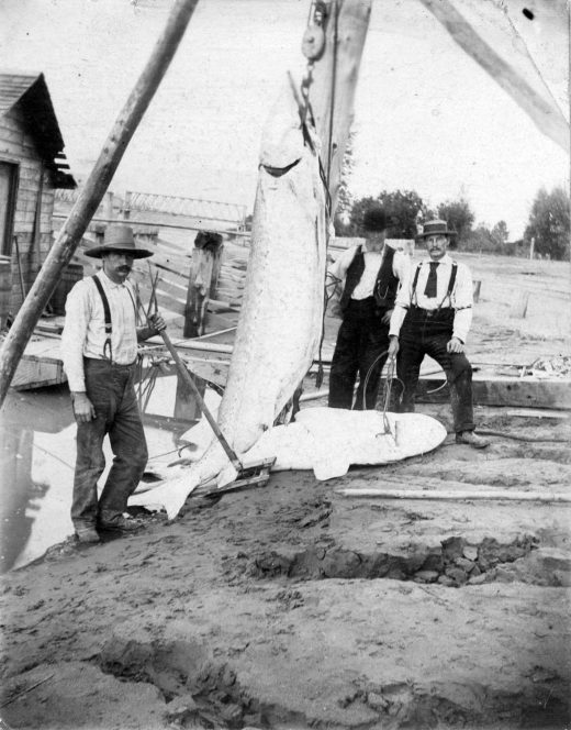 historical image of fishers with sturgeon on the Fraser River