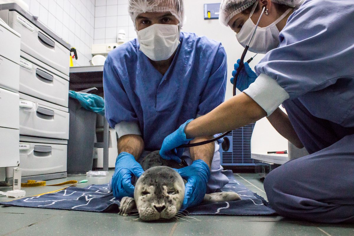 seal pup with injured eye at a seal sanctuary in Pieterburen, Netherlands