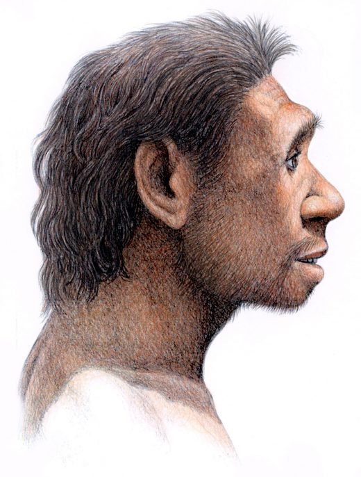 illustration of Homo antecessor