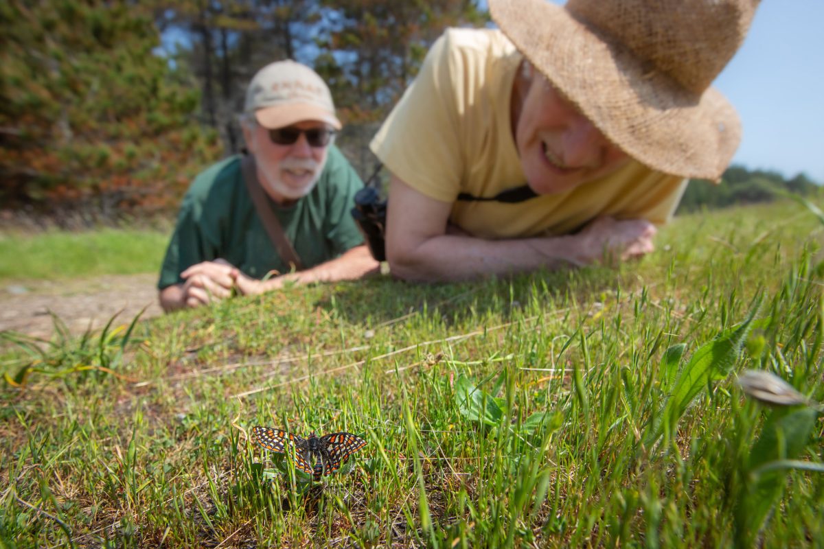 volunteers look at Taylor's checkerspot butterfly