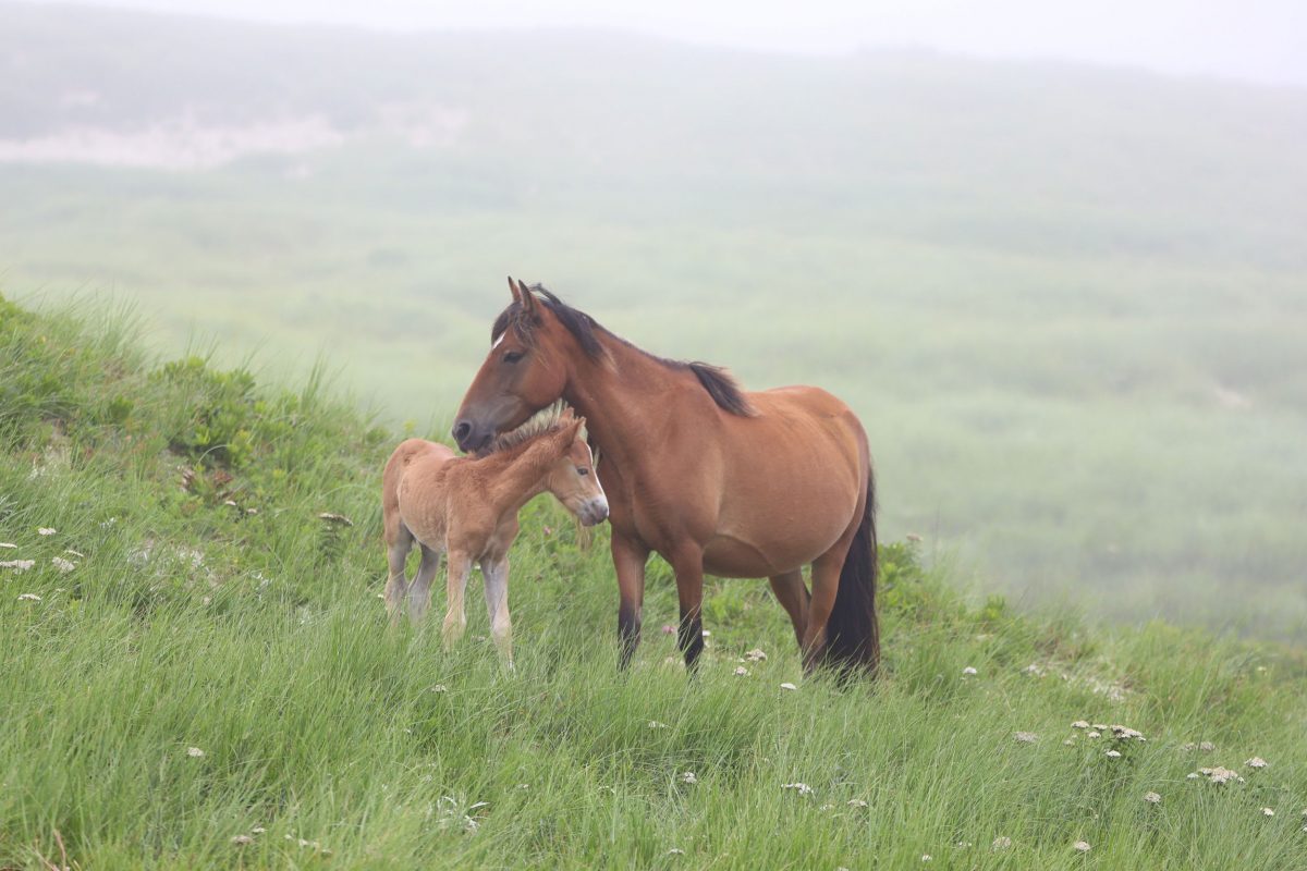horse and foal on Sable Island