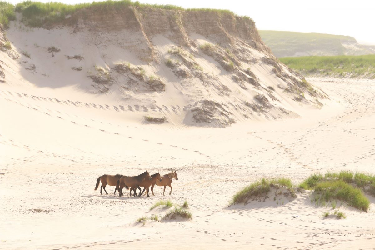 horses on Sable Island