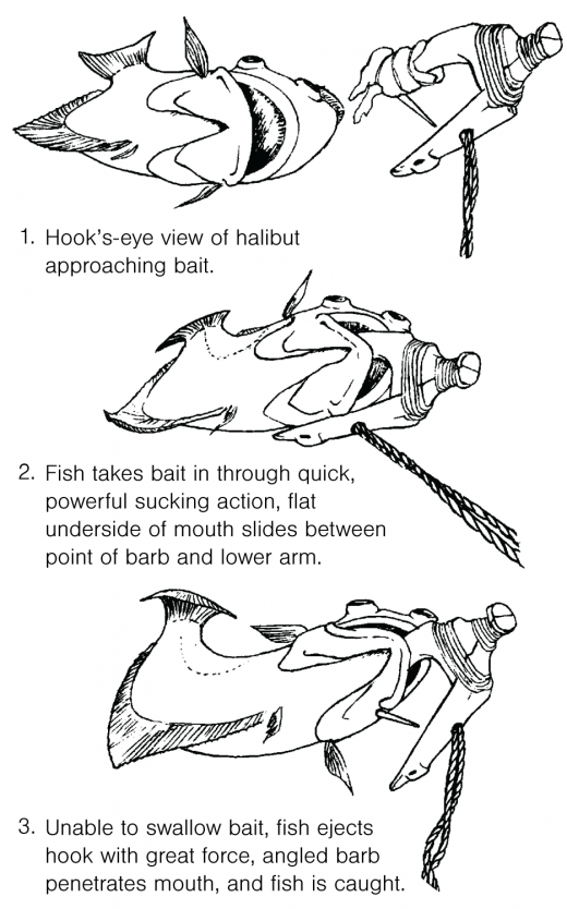 graphic showing how the halibut hooks work