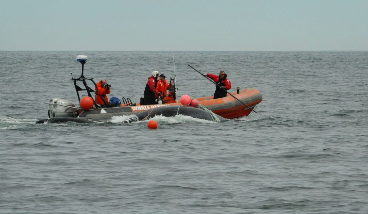 Team tried to rescue an entangled whale.