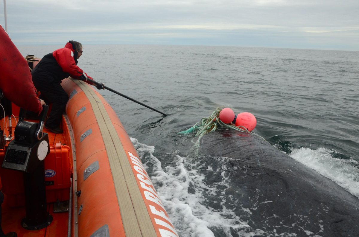 Joe Howlett attempting to rescue a right whale entangled in snow crab gear