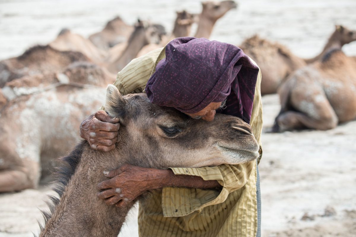 man hugging camel