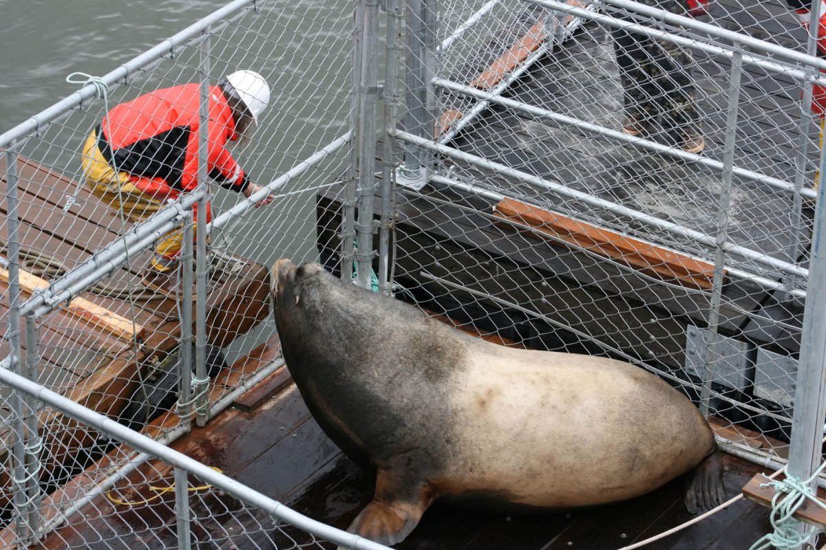 sea lion Hugh Mungus at the Bonneville Dam