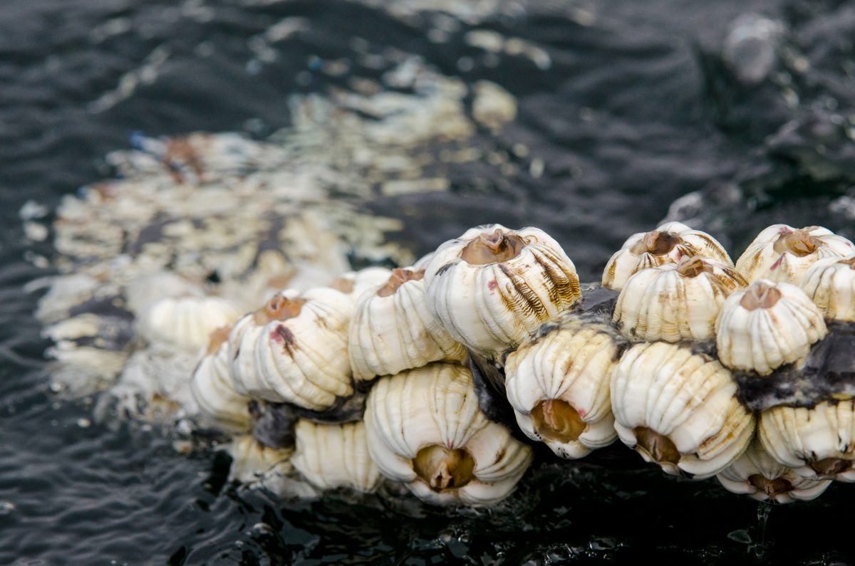 close up of barnacles on pectoral fin of a humpback whale