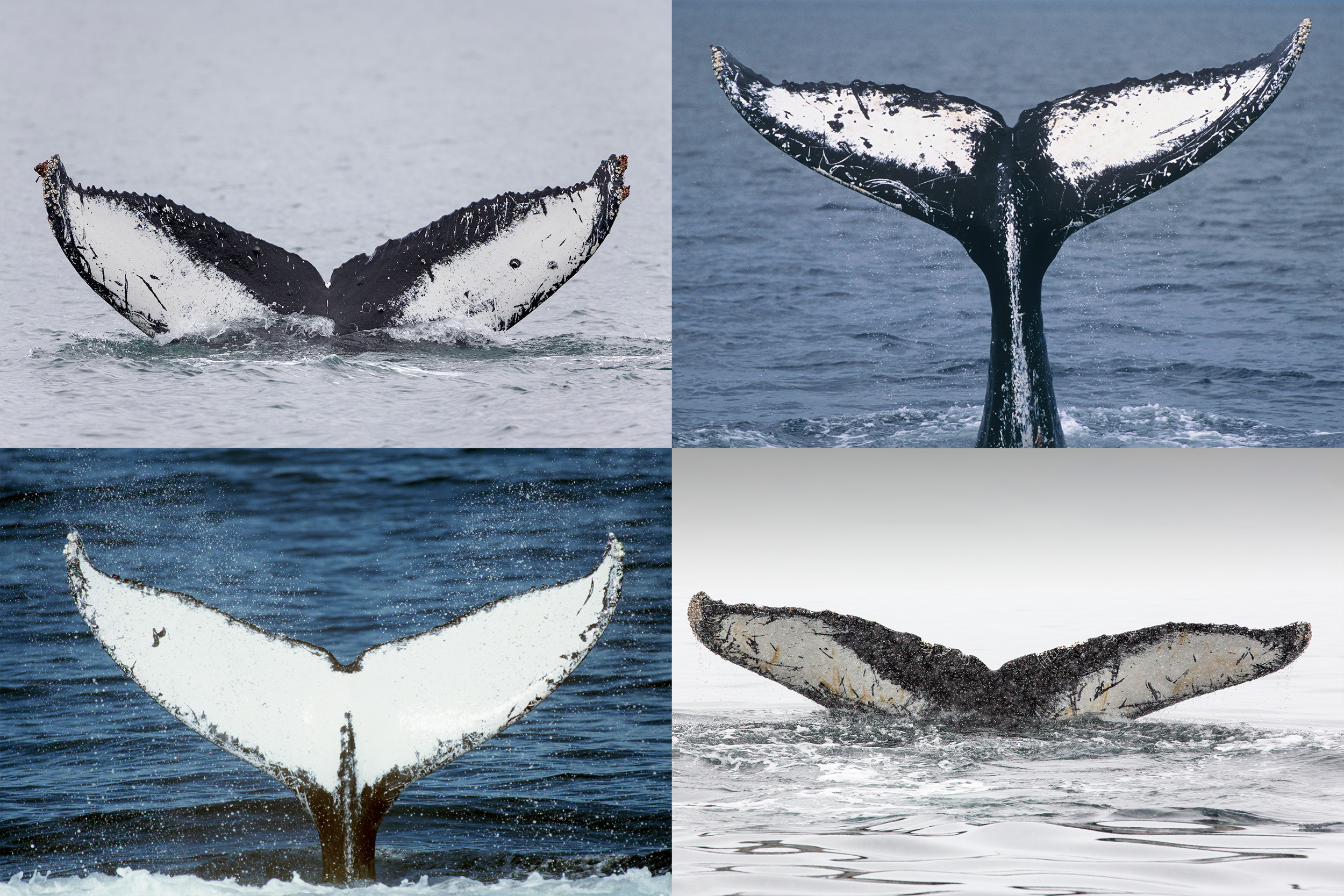 The unique markings on the underside of a humpback whale’s tail are used to...