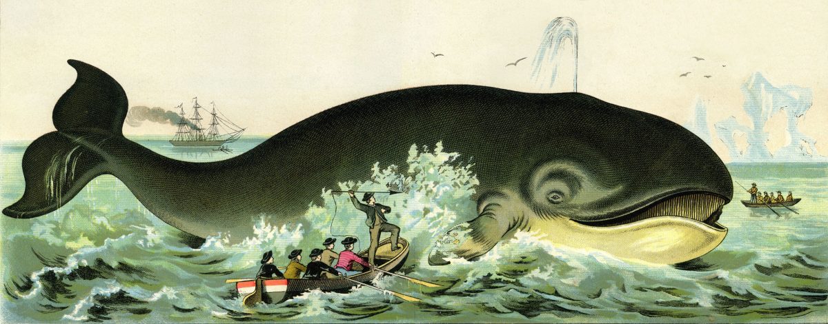 whale hunting illustration circa 1885
