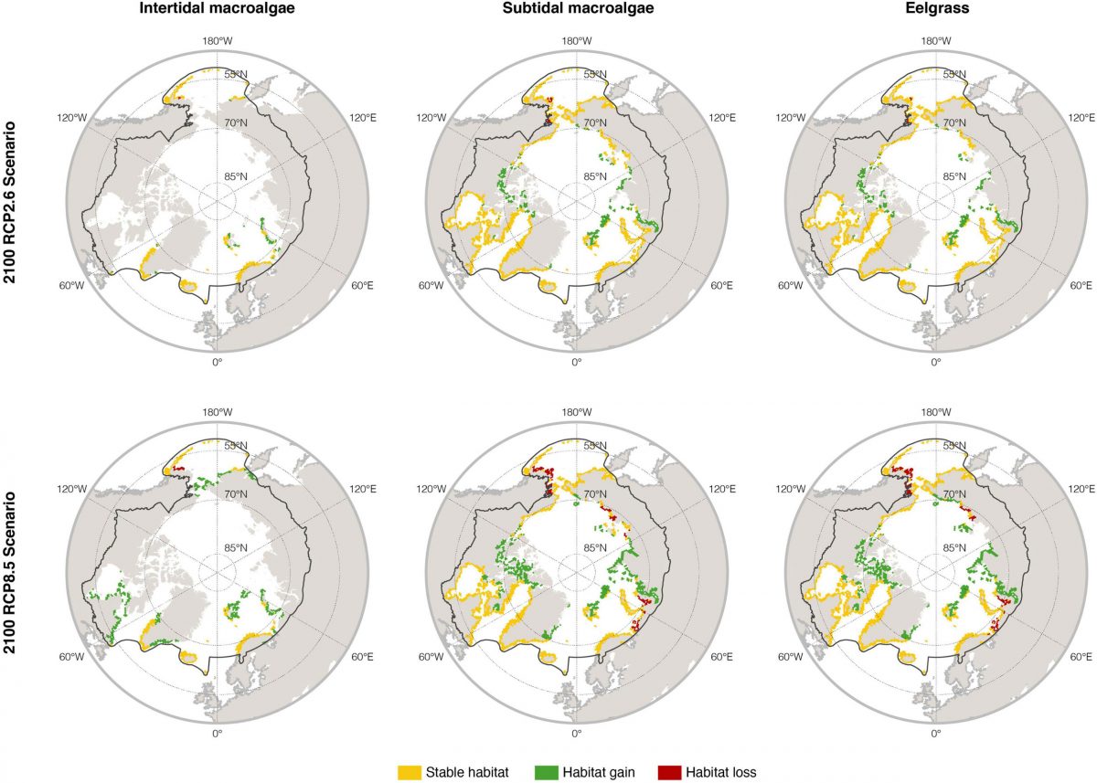 maps showing predictions of changes in plant and algae habitat in the arctic