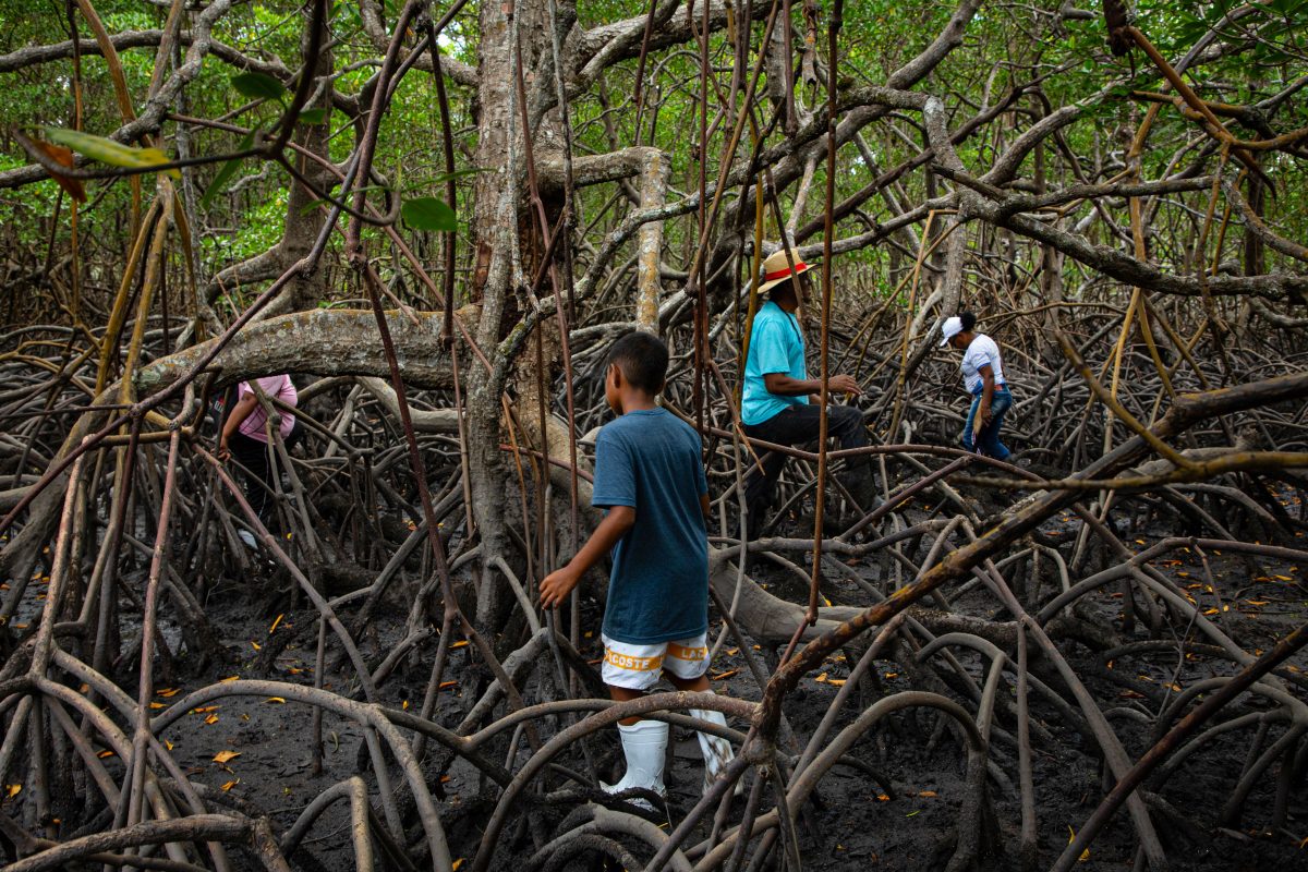 Genilson da Conceicao Batista, Rita da Conceicao Batista, and Maira Cervate Batista Pereira search the mangrove forest for crabs