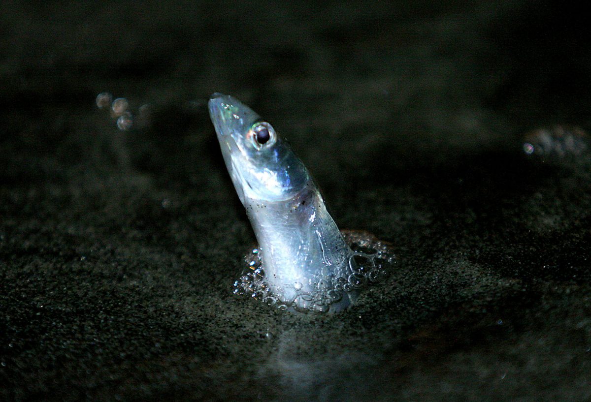 Head of a grunion sticking out of the sand