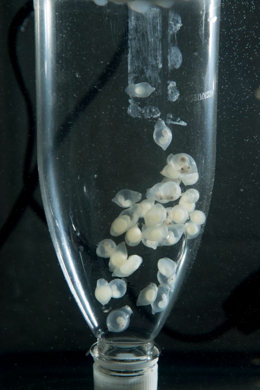 Cuttlefish embryos circulate within a soda-bottle incubator