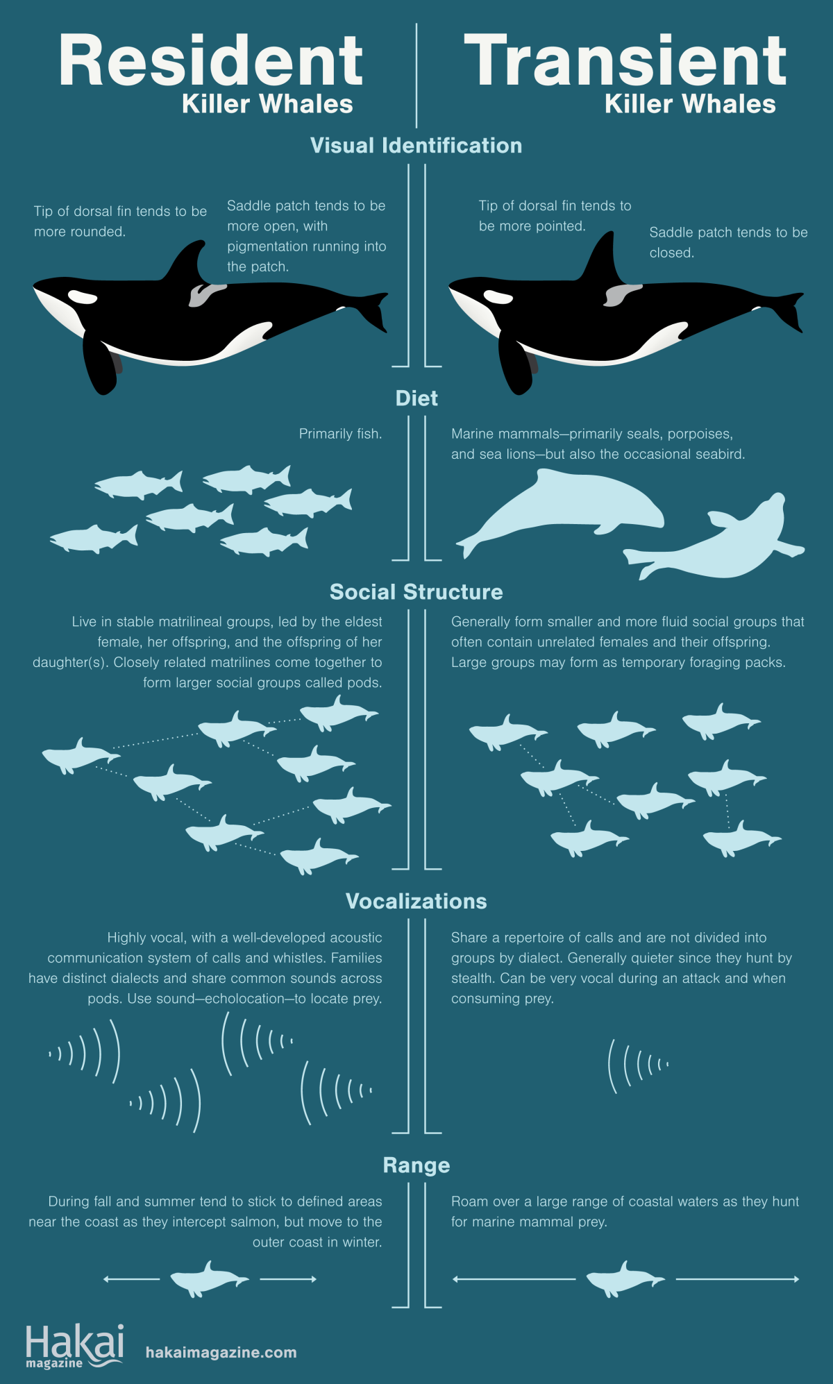infographic showing the differences between resident and transient killer whales