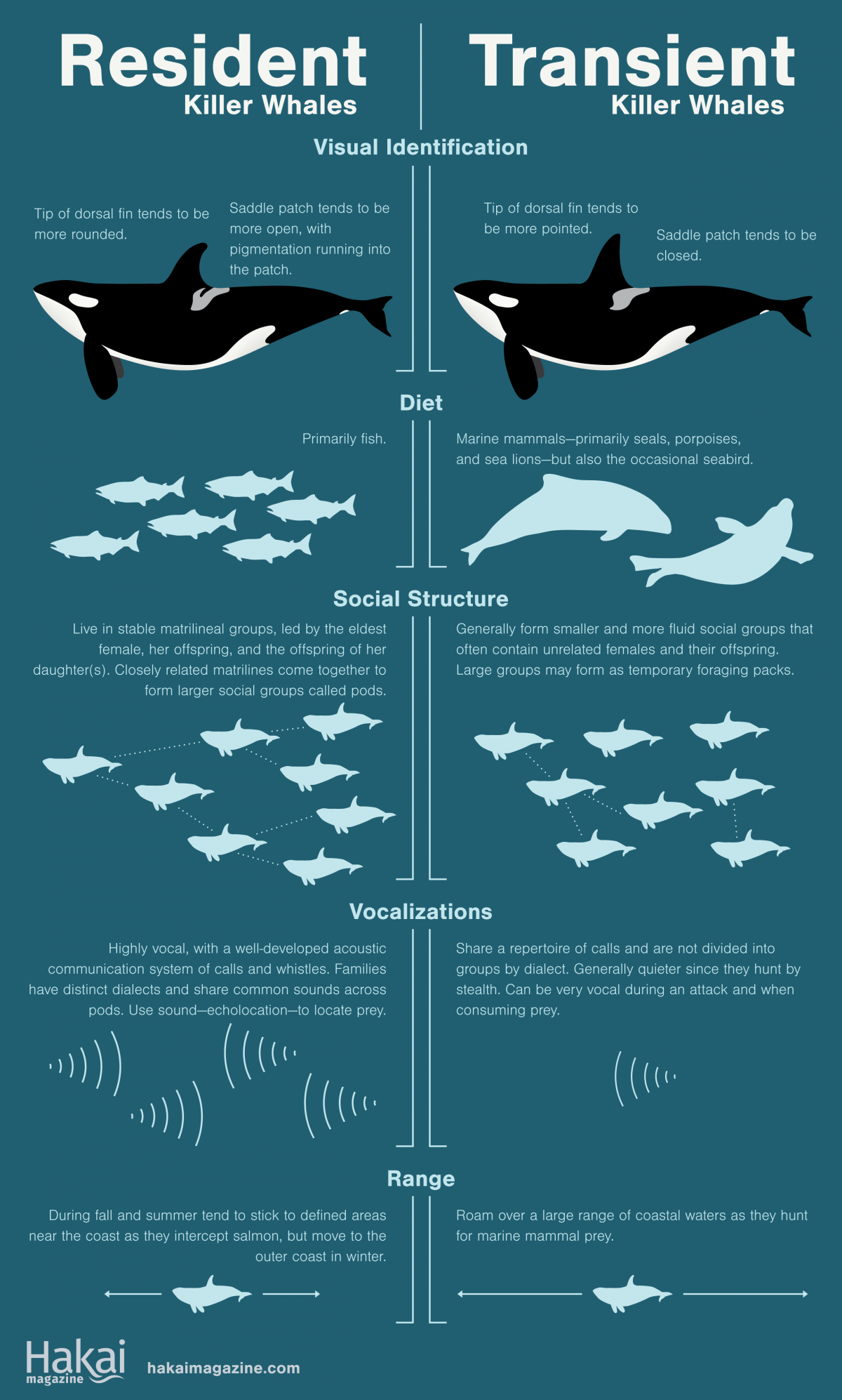 infographic showing the difference between resident killer whales and transient killer whales