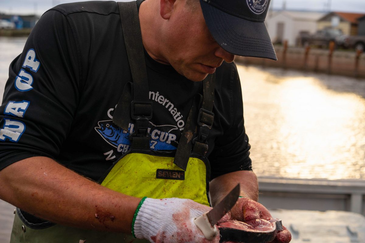 Tompkins examines a tuna sample cut from the tail. Marbling and flesh color will affect the price paid to the fisherman. Photo by Sasha Chapman