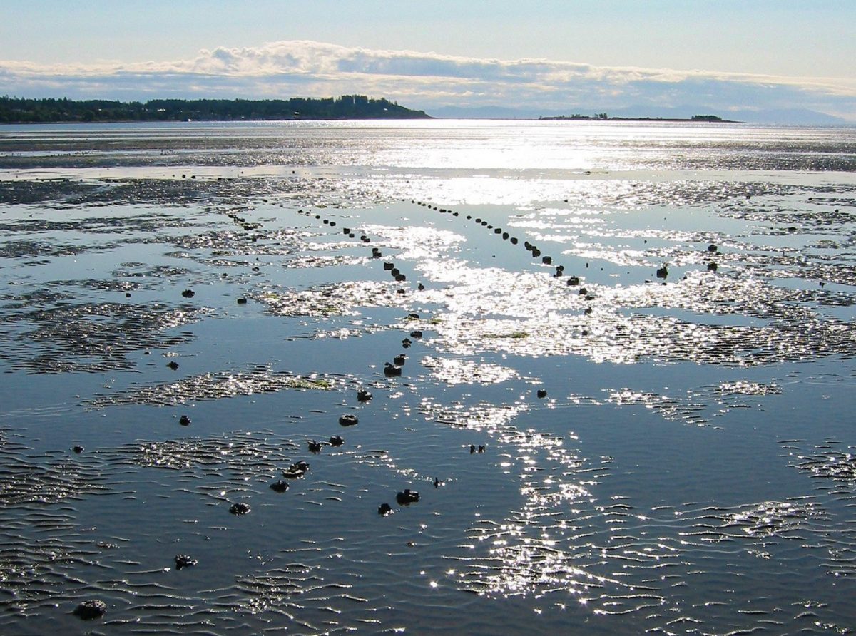 Fish trap remains in the intertidal