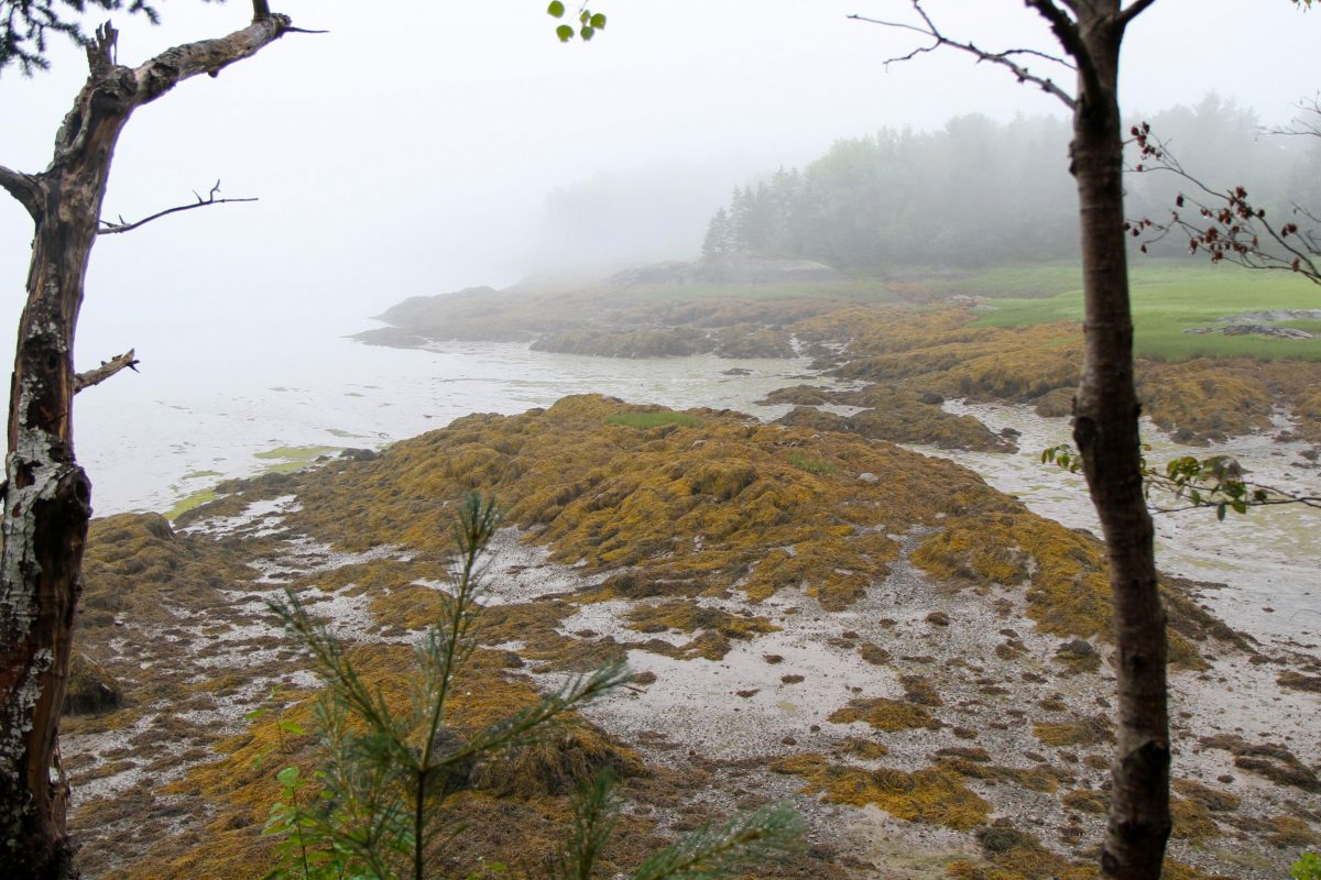 intertidal zone at low tide in Cobscook Bay, Maine
