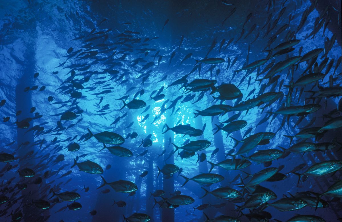 Schooling jacks under an oil rig in the Gulf of Mexico