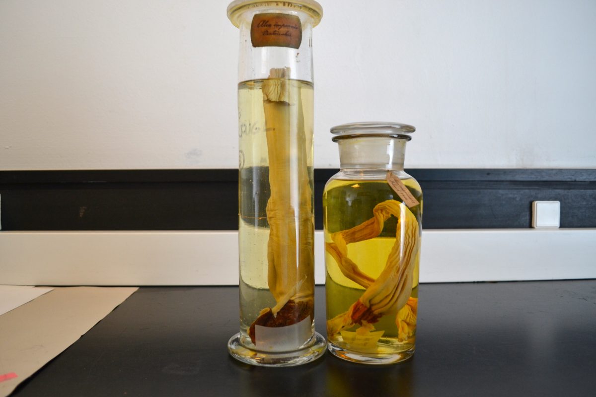 jars containing preserved great auk organs