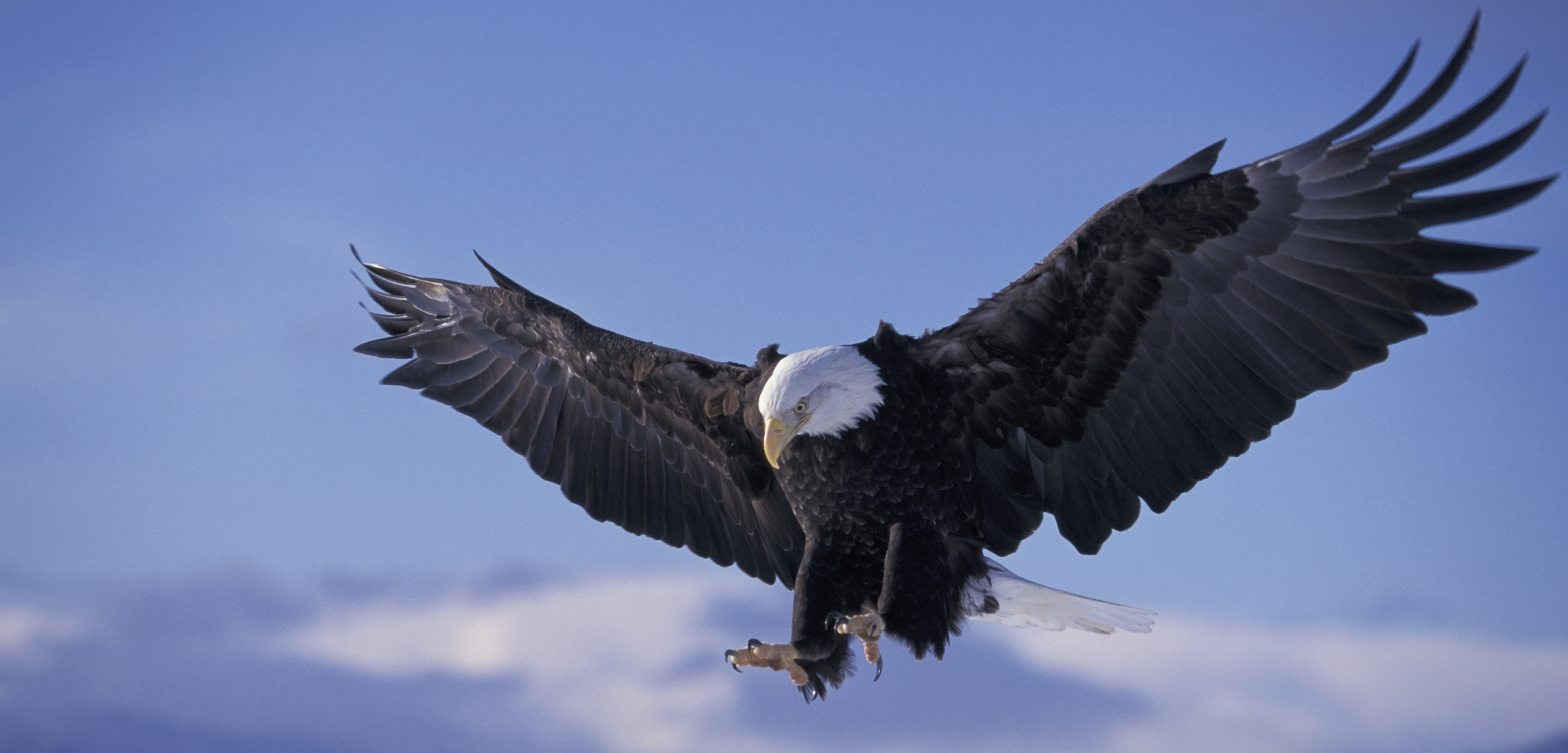 Bald eagles are a conservation success story. Photo by Nicholas Fucci/Design Pics/Corbis