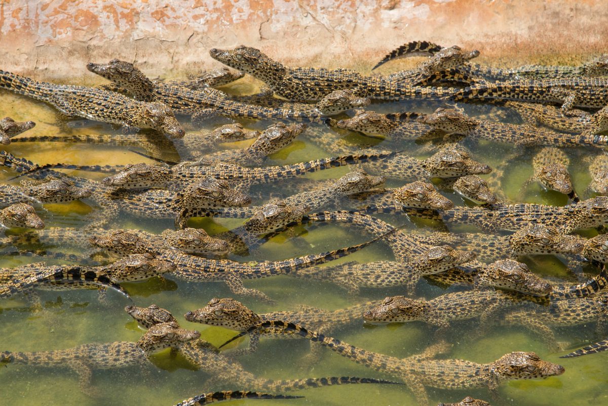 Young Cuban crocodiles in captivity