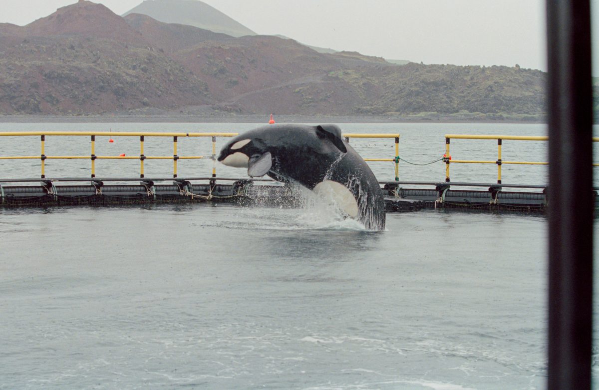 Keiko the killer whale in enclosure, Iceland