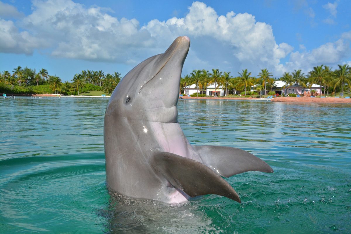 Kelly the dolphin at Atlantis resort