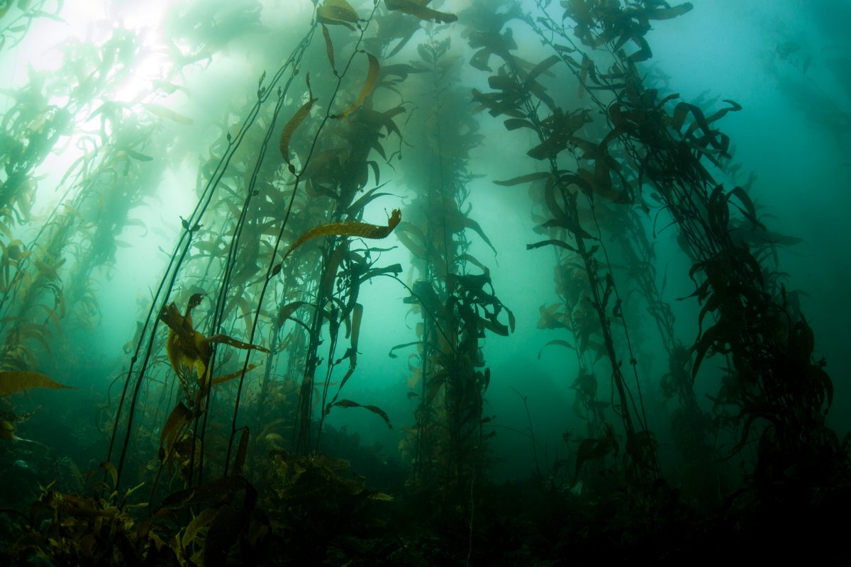 Kelp forest in Monterey Bay