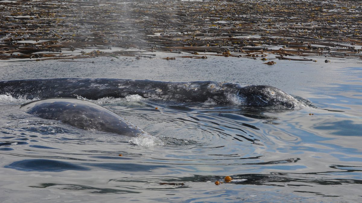 A gray whale cow and her calf feed near the kelp in Clayoquot Sound