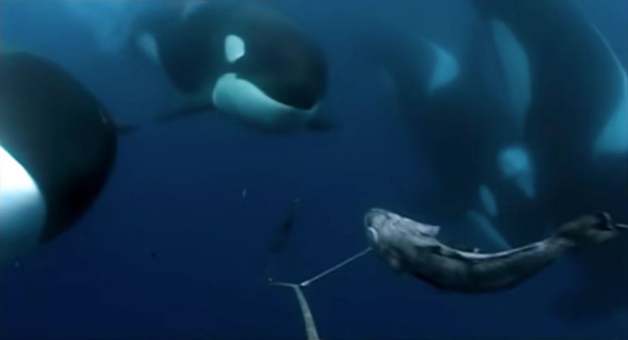 killer whales surrounding a toothfish on a fishing line