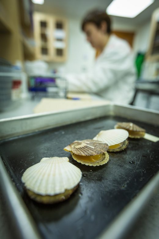 Scallops await dissection at a Vancouver Island University lab. Researchers are studying shellfish, especially commercial species, to understand how they are responding to climate change. Photo by Grant Callegari