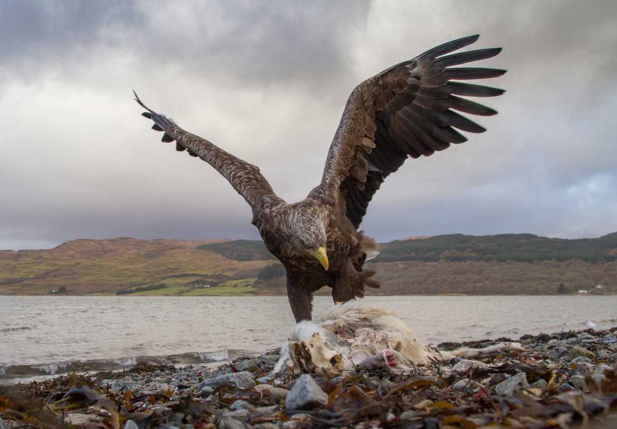 white-tailed eagle eating sheep carcass
