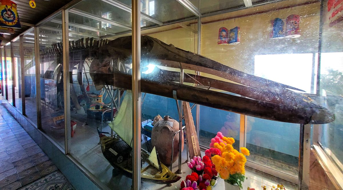 skeleton of a baleen whale in shrine at the temple Lăng Ông Thủy Tướng in Can Thanh, Vietnam