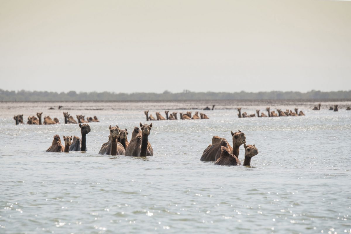 group of kharai camels 