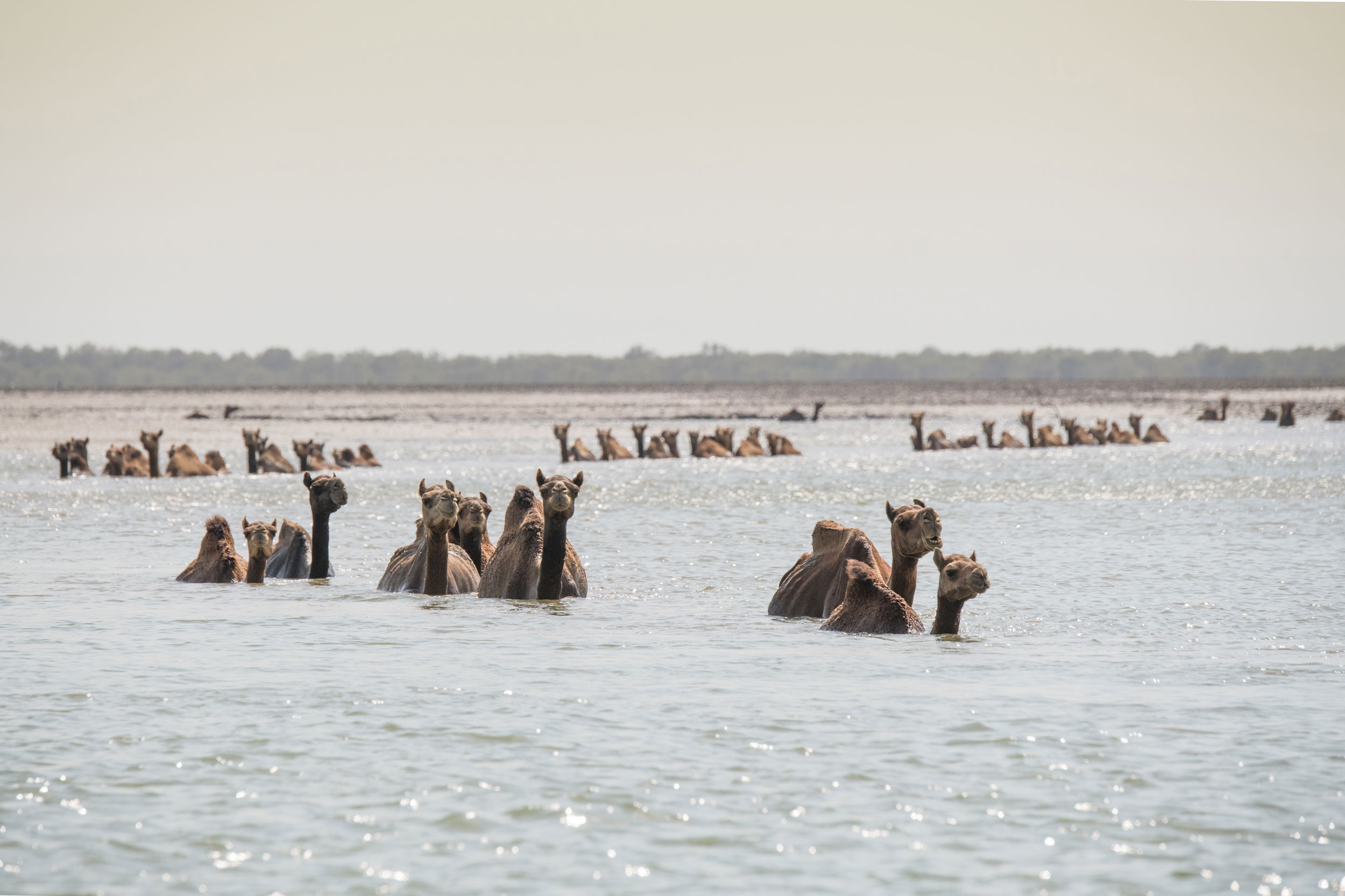 Where Camels Take to the Sea | Hakai Magazine