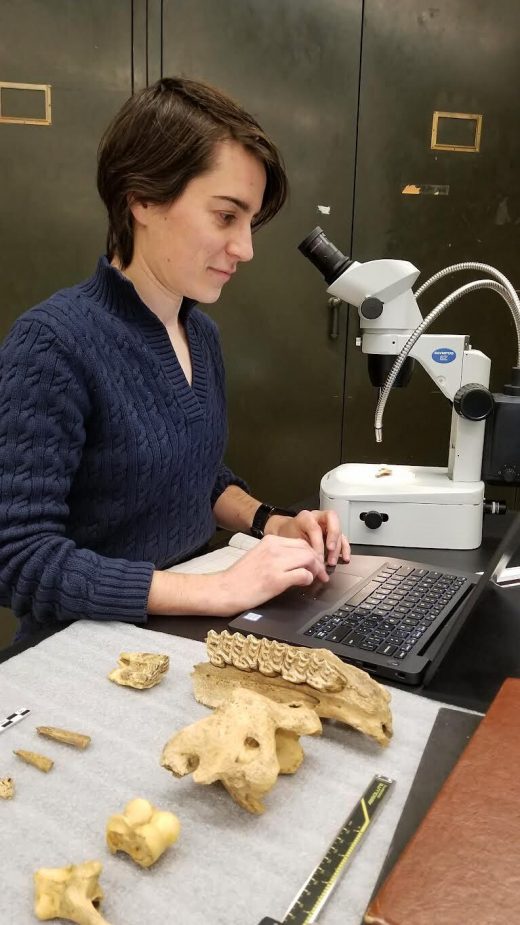Lauriane Bourgeon in the lab with bones from the Bluefish Caves
