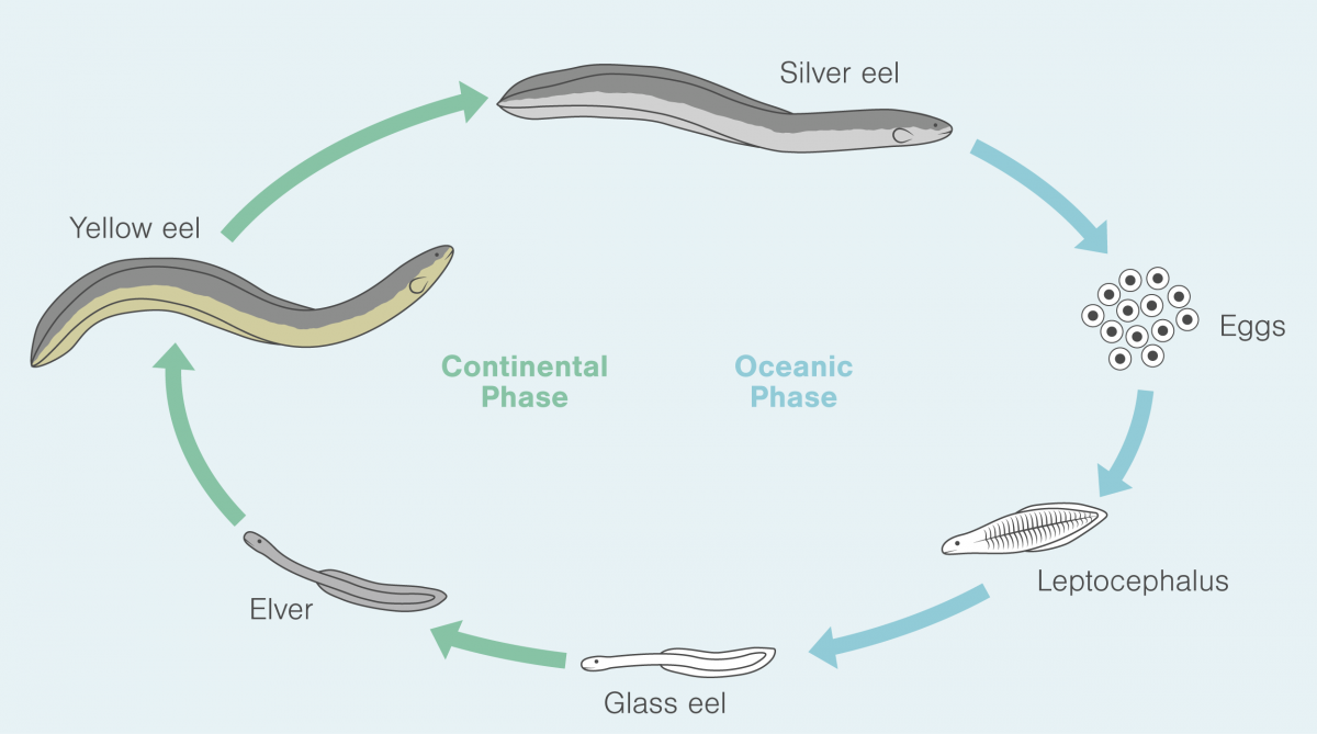 the life-cycle of the American Eel