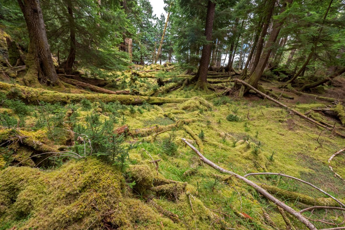 tiny conifers on Haida Gwaii