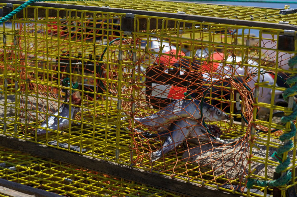mackerel as bait in a lobster trap
