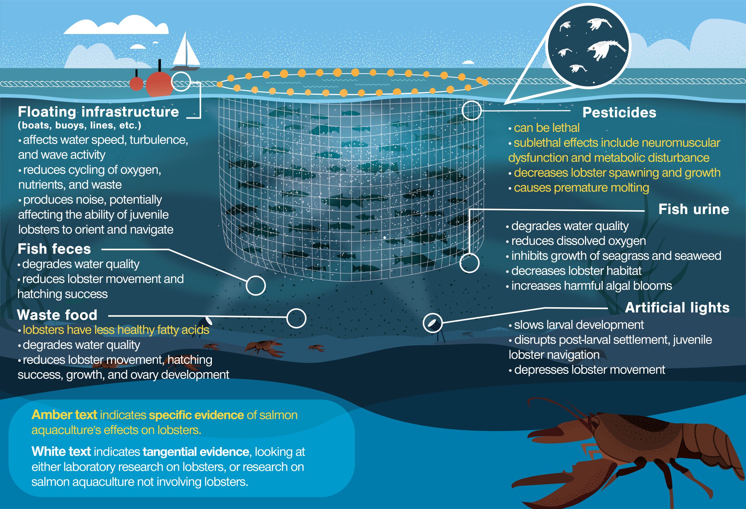 infographic about the ways fish farms affect lobster