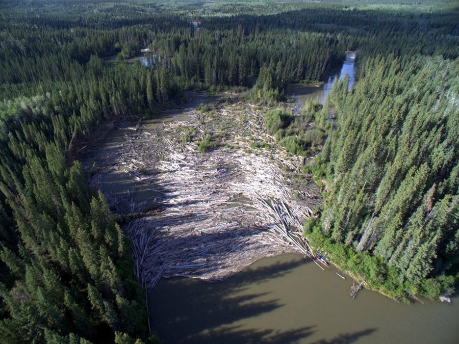 aerial photo of a logjam on the Slave River