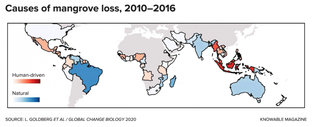 map showing where mangrove loss in natural or human-driven
