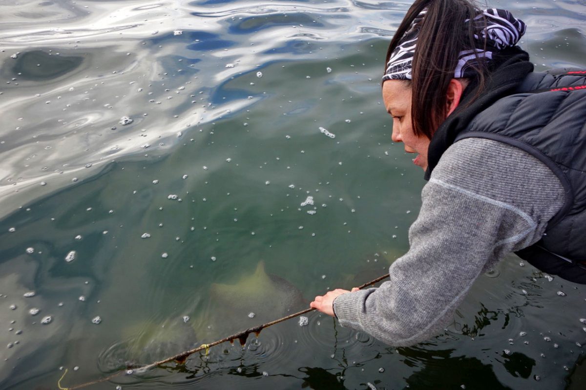 Louisa Housty-Jones pulls up her lines that were set to intercept herring eggs with hemlock branches and strands of kelp